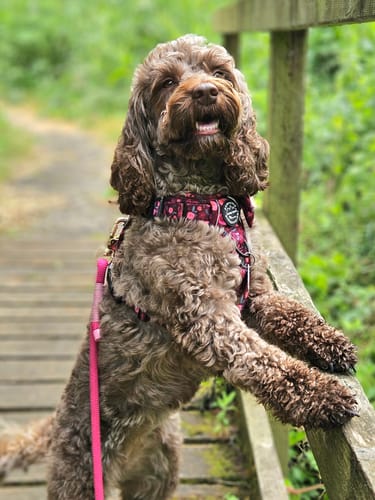 Customer photo review of Tough Trails™ Harness - Mable's Meadow