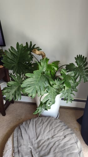 Customer photo of The Original Bendable Moss Pole™ - Best Seller (Pins Included) from Debbie S.