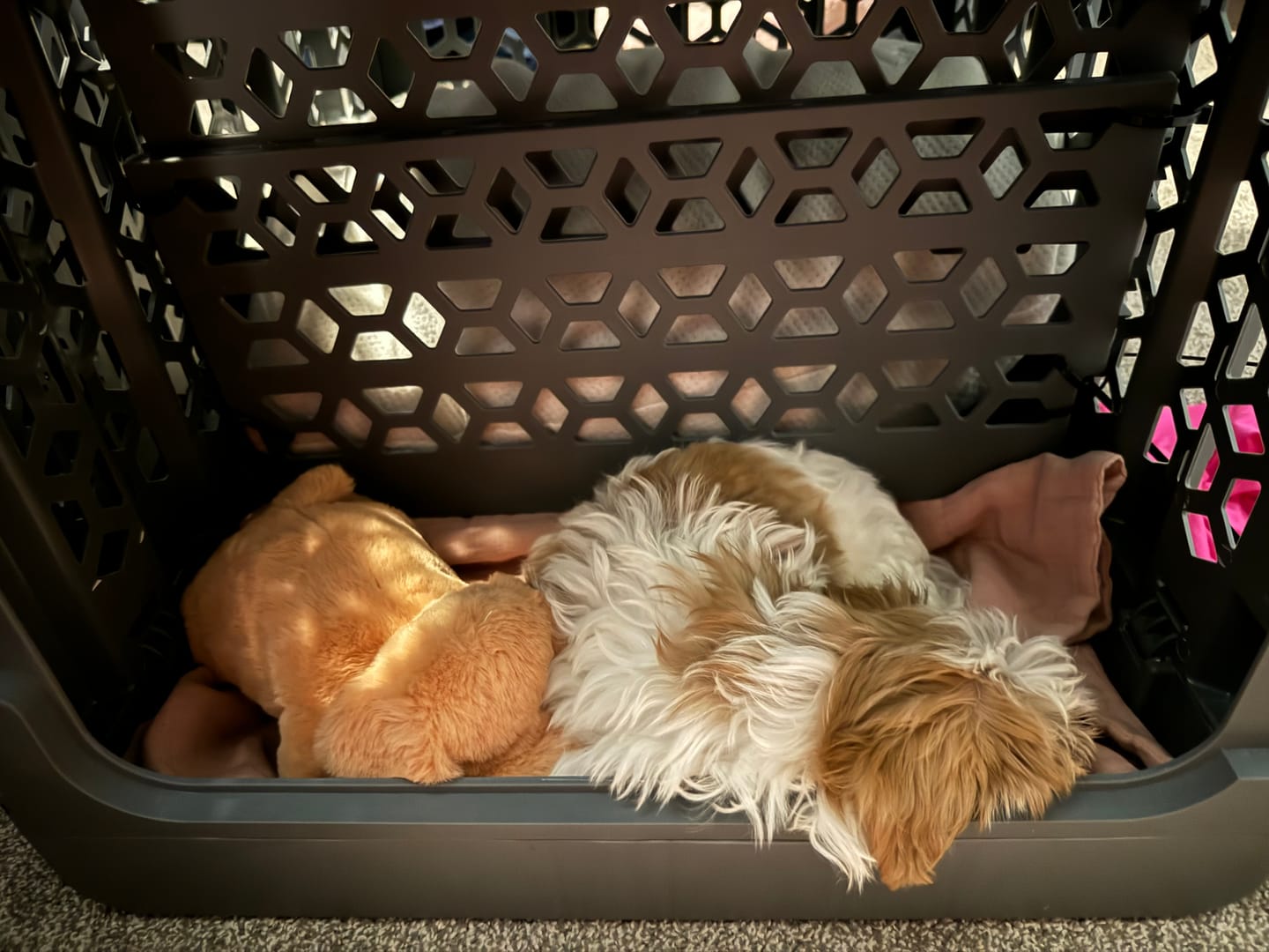 Customer photo review of Medium PAWD divider