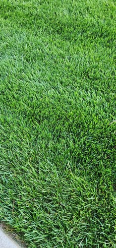 Customer photo review of GCI Turf Type Tall fescue Grass Seed