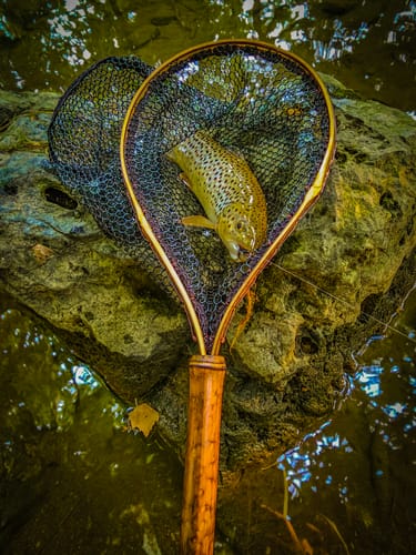 Customer photo review of Speck + Tether