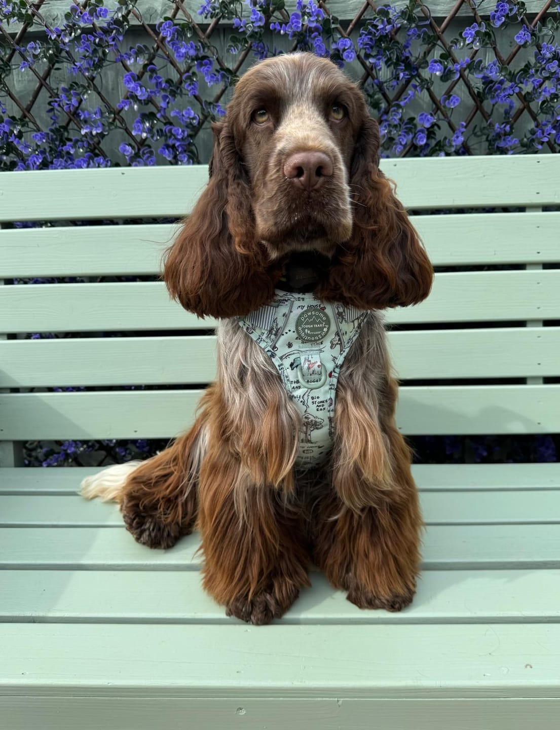 Customer photo review of Disney© Tough Trails™ Harness - 100 Aker Wood