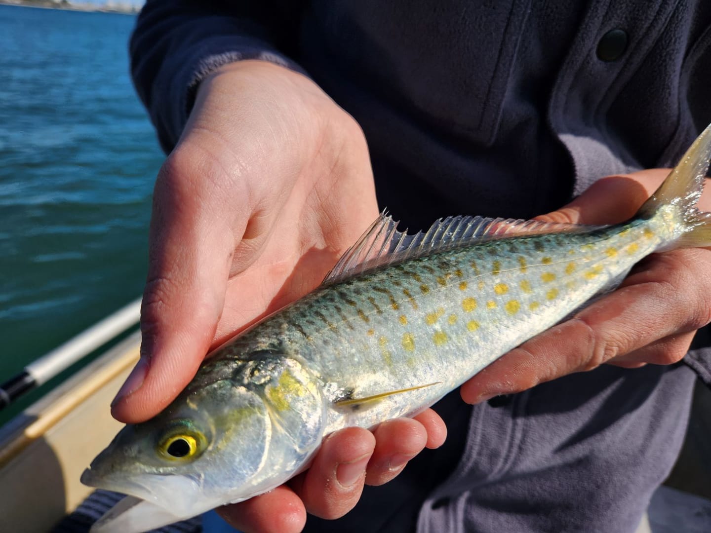 Customer photo review of GUPPIE SHAD - 2.25"