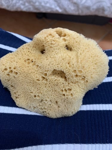 Customer photo review of Face Care Natural Sea Sponges