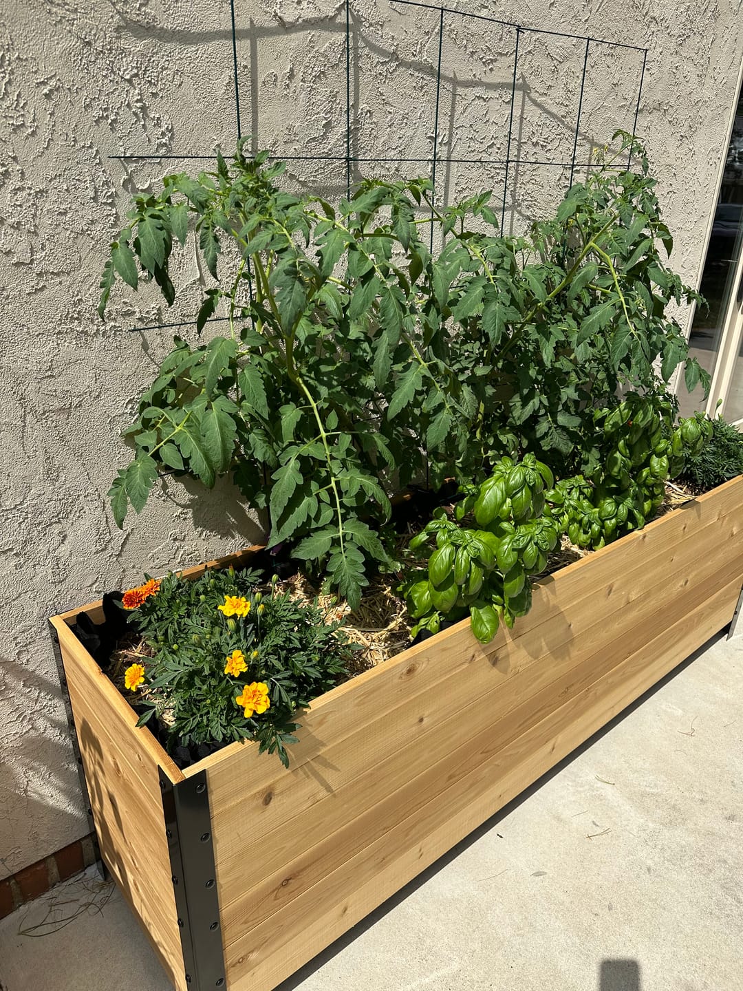 Customer photo review of 18" x 72" Planter Box - 24" Tall