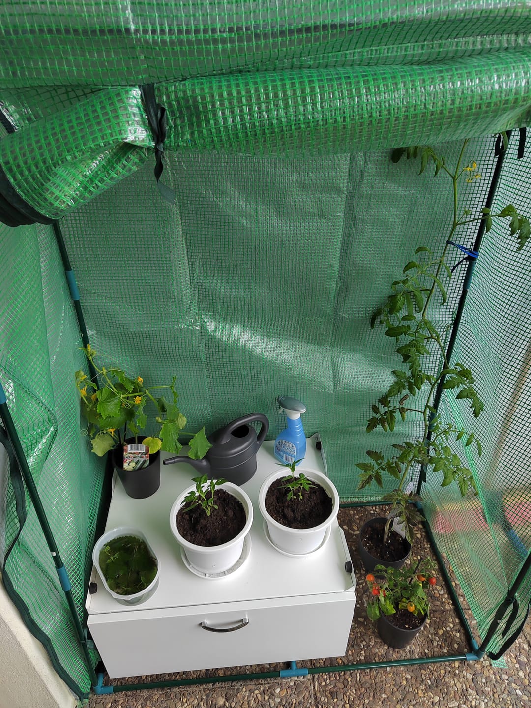 Customer photo review of Purple Haze Autoflower 040 Samen - ab dem 01.04.2024 verfügbar