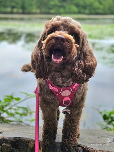 Customer photo review of Tough Trails™ Harness - Walkies Ready® Raspberry Pink