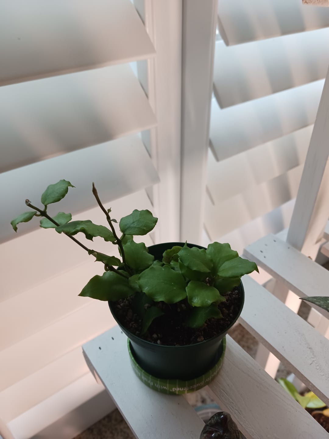 Customer photo review of Hoya endauensis