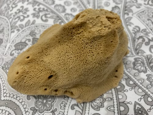 Customer photo review of Face Care Natural Sea Sponges