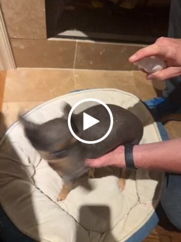Customer video review of Pet Pampering Spray