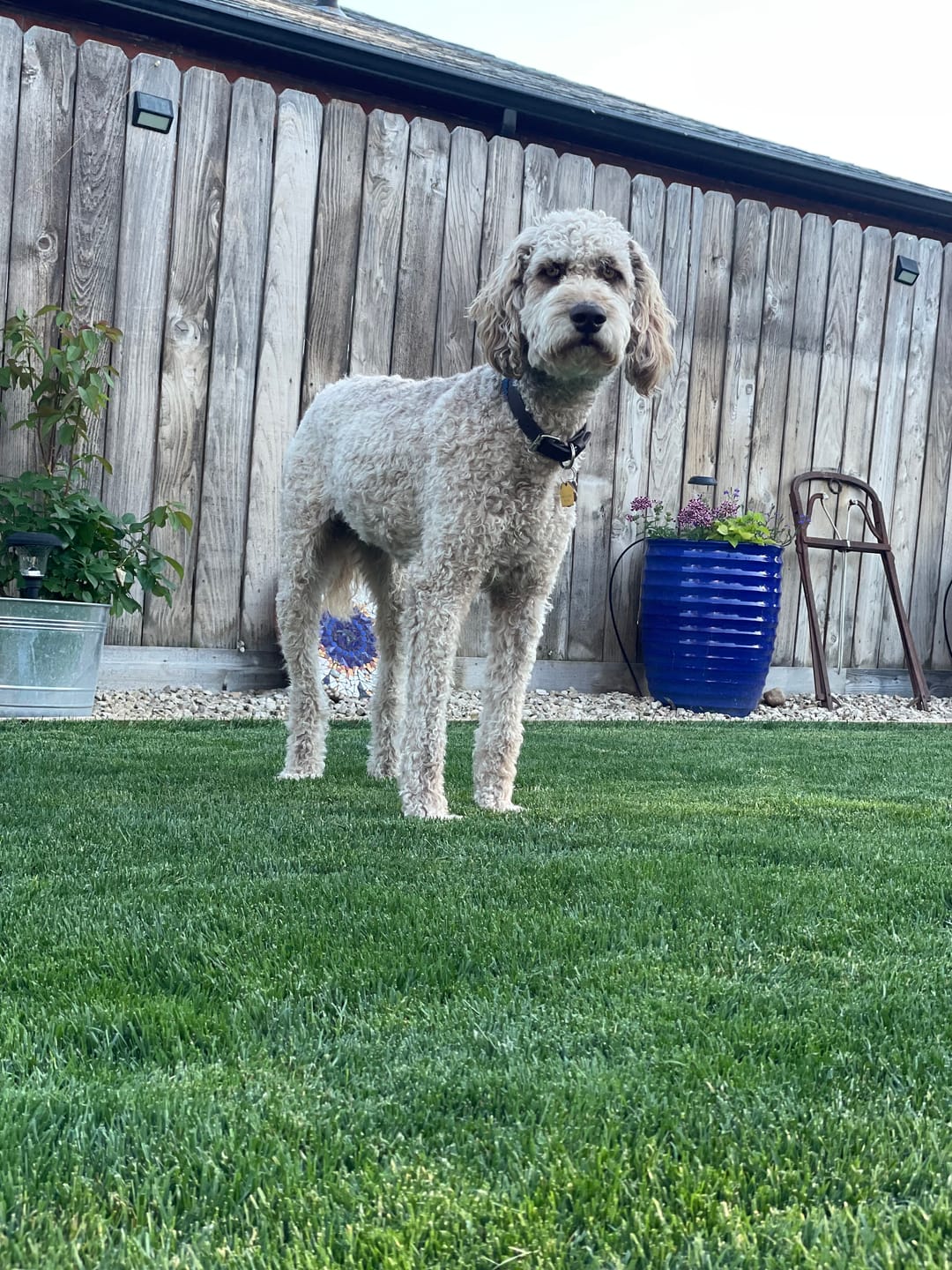 Customer photo review of furMe® AirClipper Blades