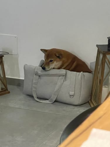 Customer photo review of Trasportino Cotone Urban