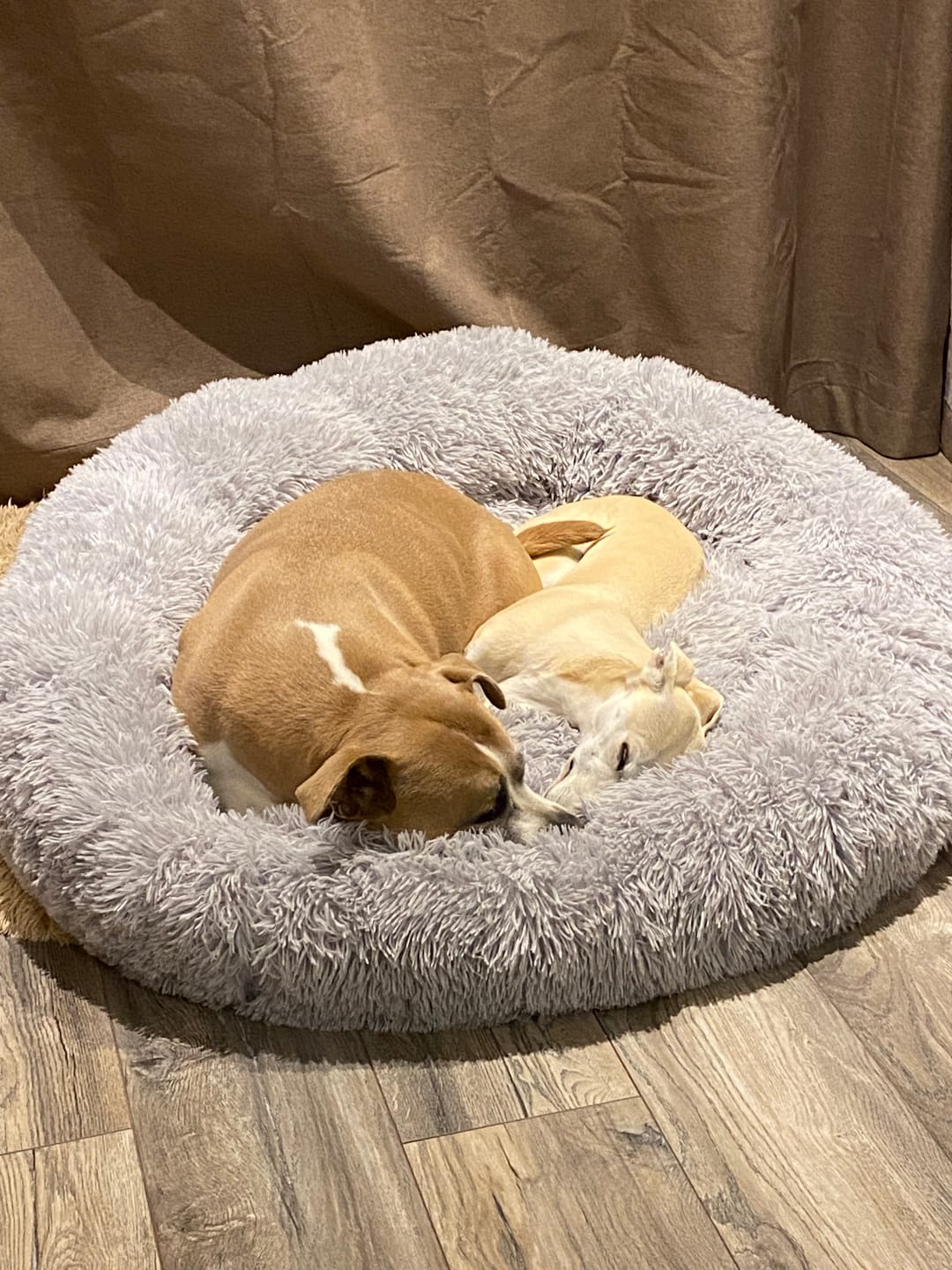 Customer photo review of Calming Dog Bed