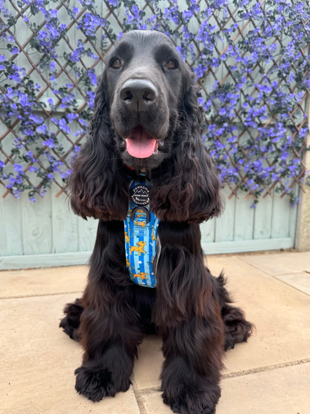 Customer photo review of Disney© Tough Trails™ Harness - Simba