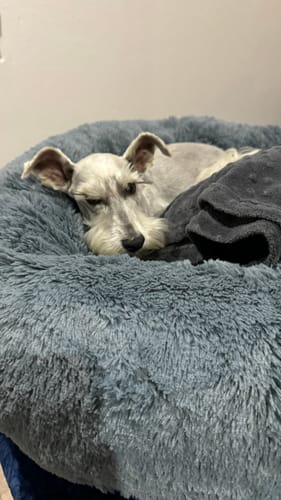 Customer photo review of Funda de Lino para Cama Antiestrés Para Perros (cama no incluida)