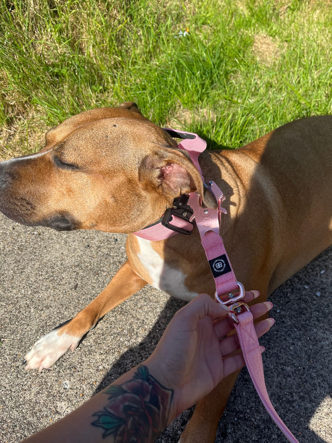 Customer photo review of 5cm Combat® Collar | With Handle & Rated Clip - Pink v2.0