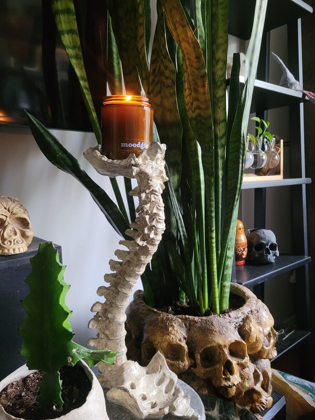 Customer photo review of Conifères + Figue