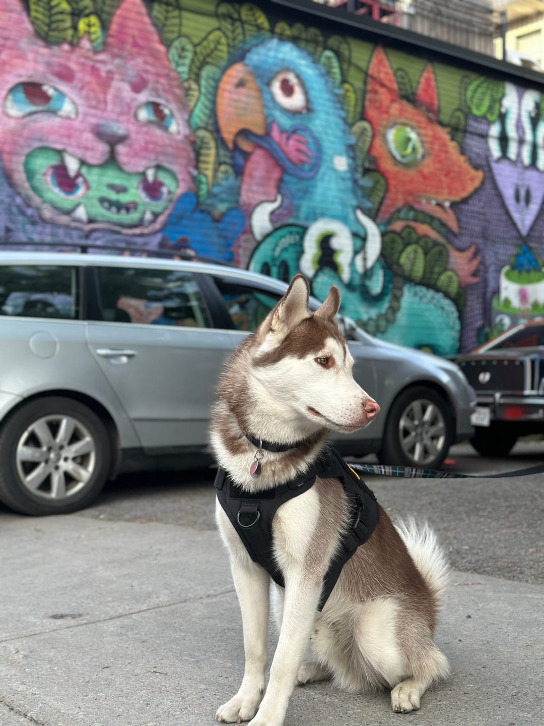 Customer photo review of Tactical No Pull Dog Harness v2
