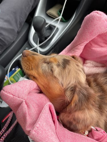 Customer photo review of Trasportino Cotone Siena