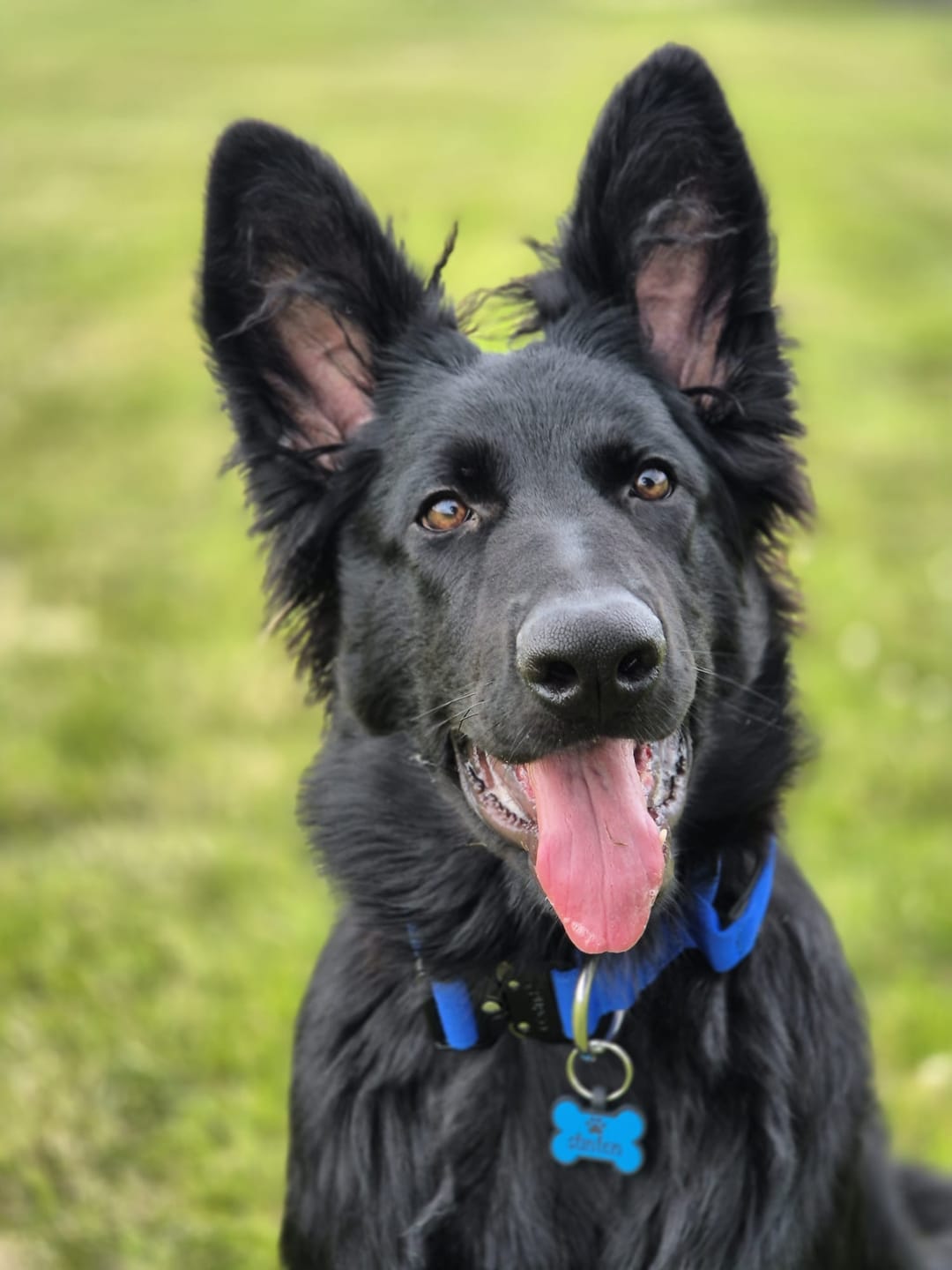 Customer photo review of Performance collar with handle 4CM - Royal blue