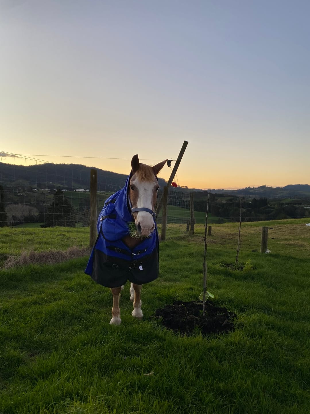 Customer photo review of Duke 1200d Detacha-neck