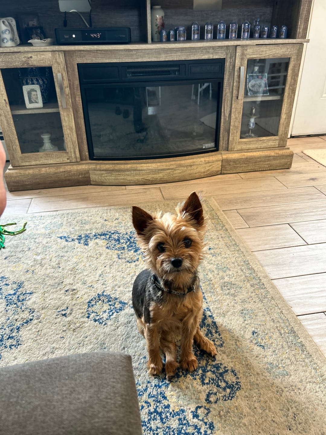 Customer photo review of Professional PLUS Pet Grooming Vacuum Kit