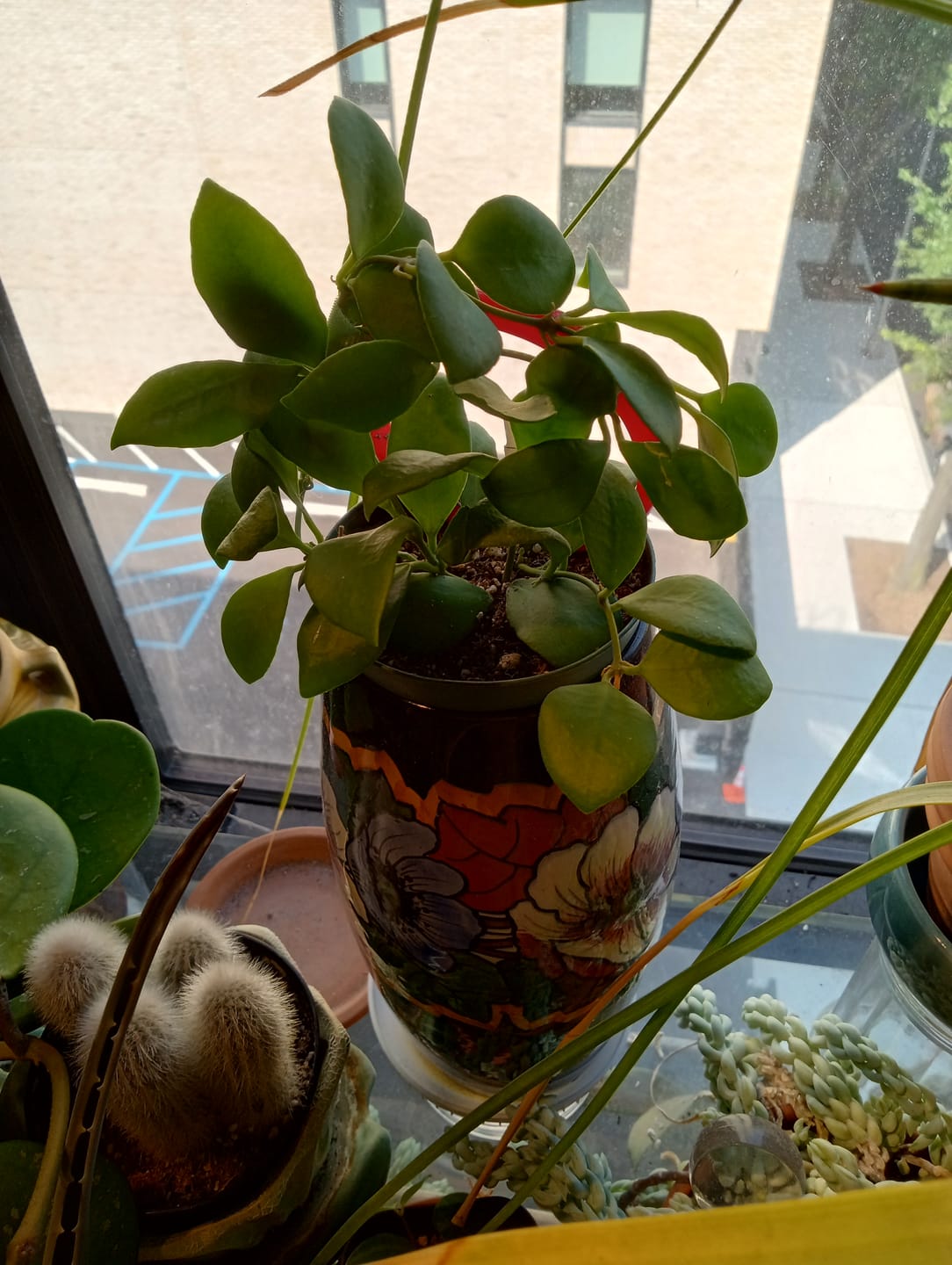 Customer photo review of Hoya heuschkeliana