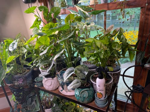 Customer photo review of Houseplant Pest Spray
