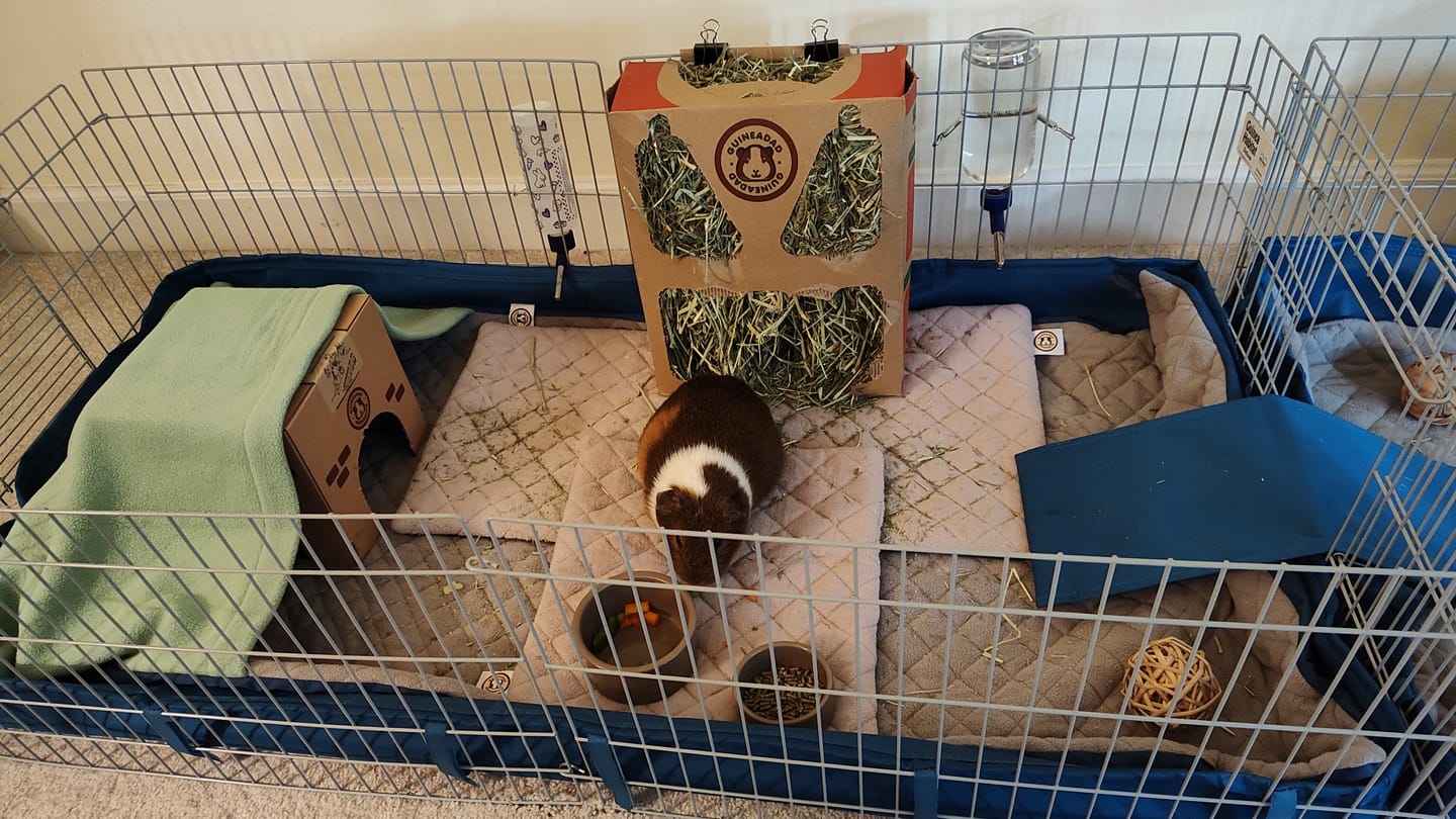 Customer photo review of Original GuineaDad Liner