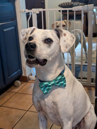 Jen A. review of Good Boy Dog Bow Tie for Dog and Cat Collar image 1 out of 1