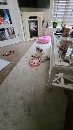 Customer photo review of SmartDog Futterlabyrinth