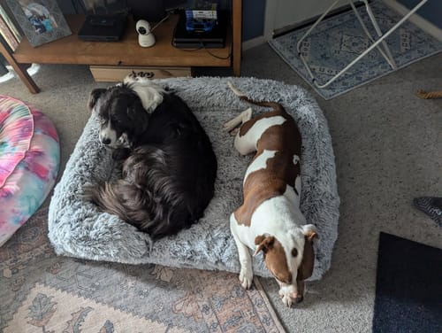 Customer photo review of PaWz Premium Pet Orthopaedic Bed