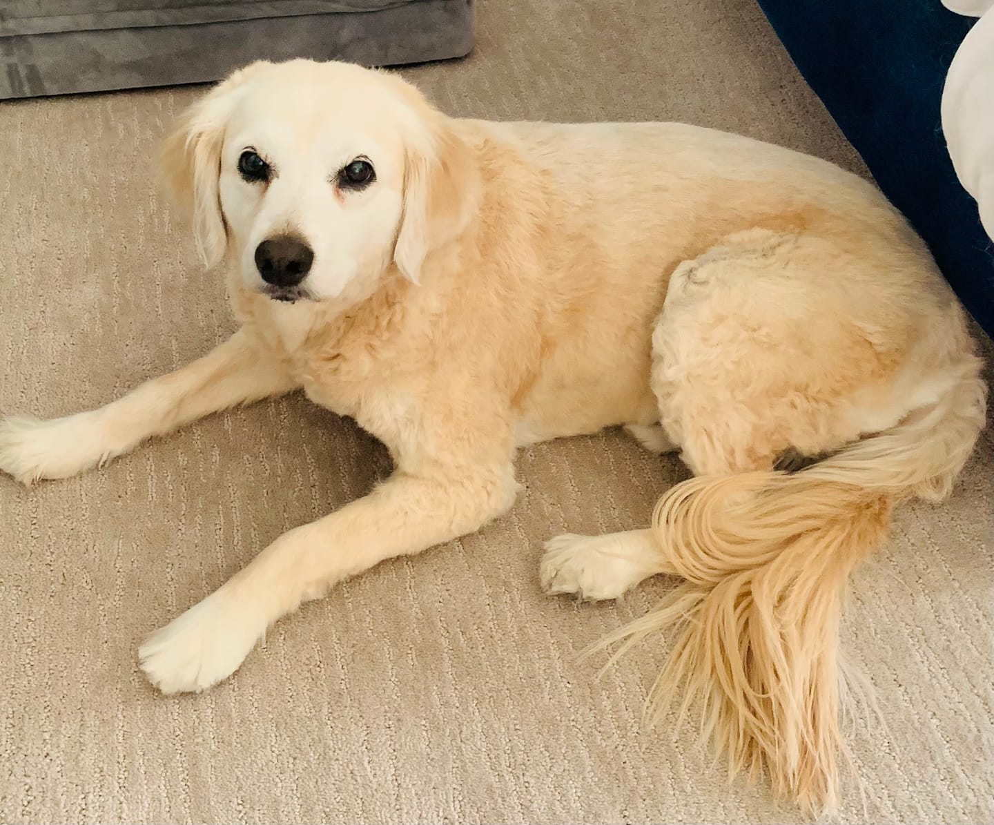 Customer photo review of Original Pet Grooming Vacuum Kit