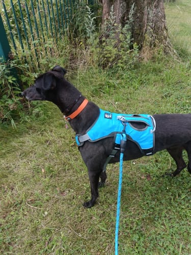 Customer photo review of Sighthound Escape Proof Harness