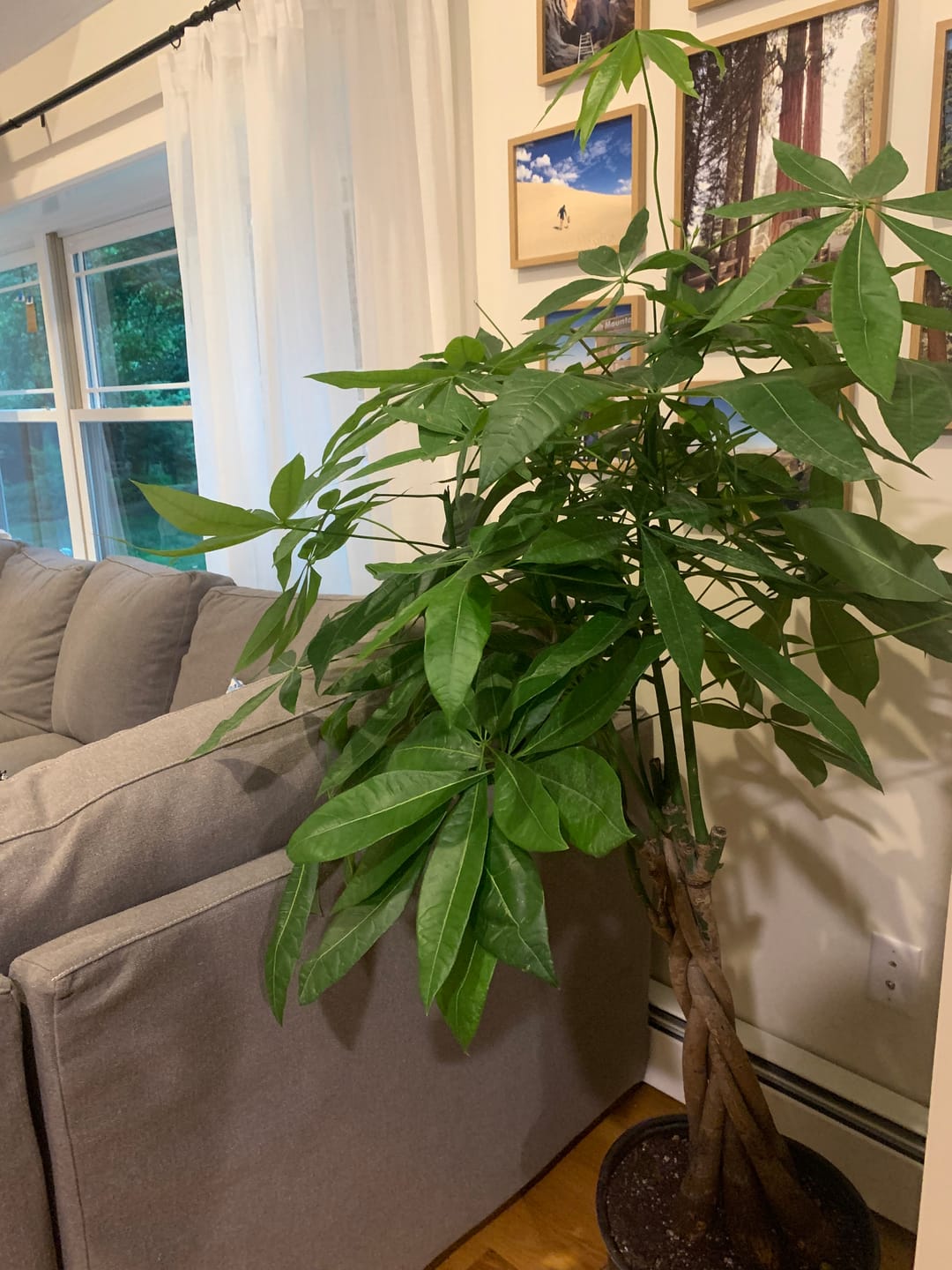 Customer photo review of Money Tree Braided, Pachira Aquatica, Good Luck Tree