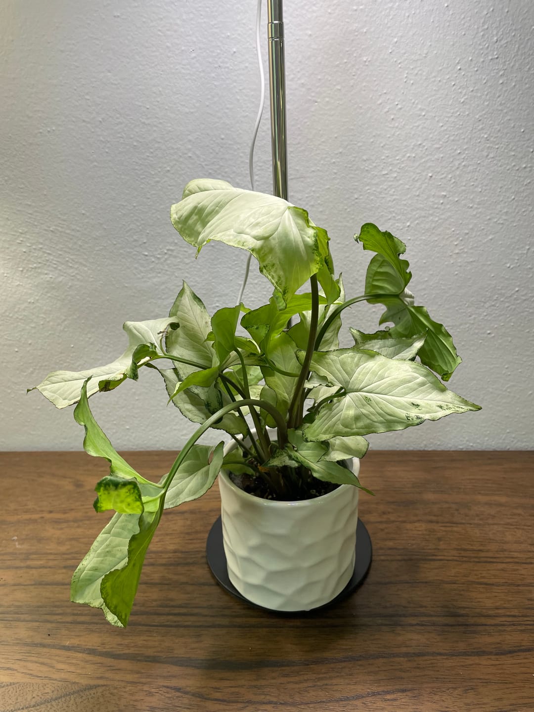 Customer photo review of Syngonium podophyllum 'Holly M'