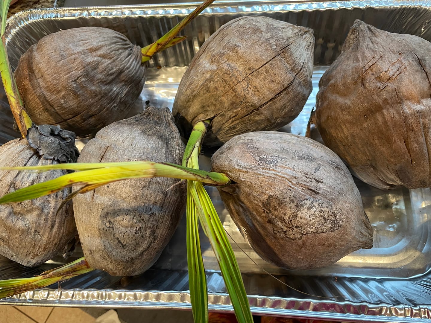 Customer photo review of Sprouted Coconut