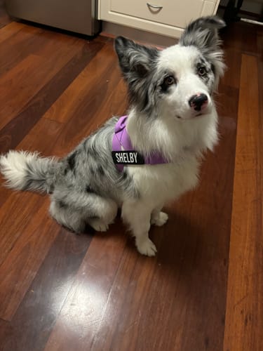 Customer photo review of Walk Essentials