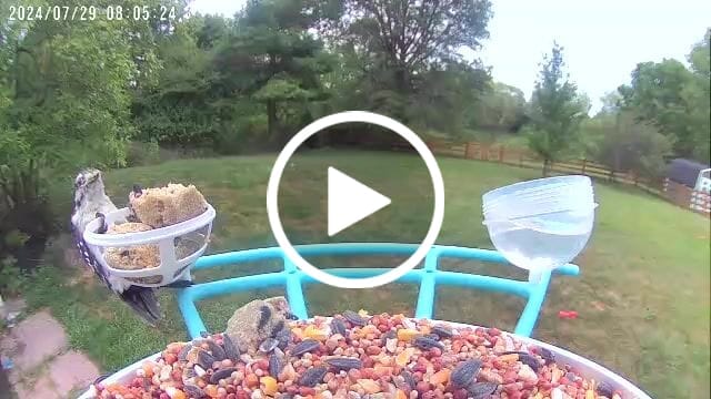 Customer video review of Birdfy Pro Perch Extension