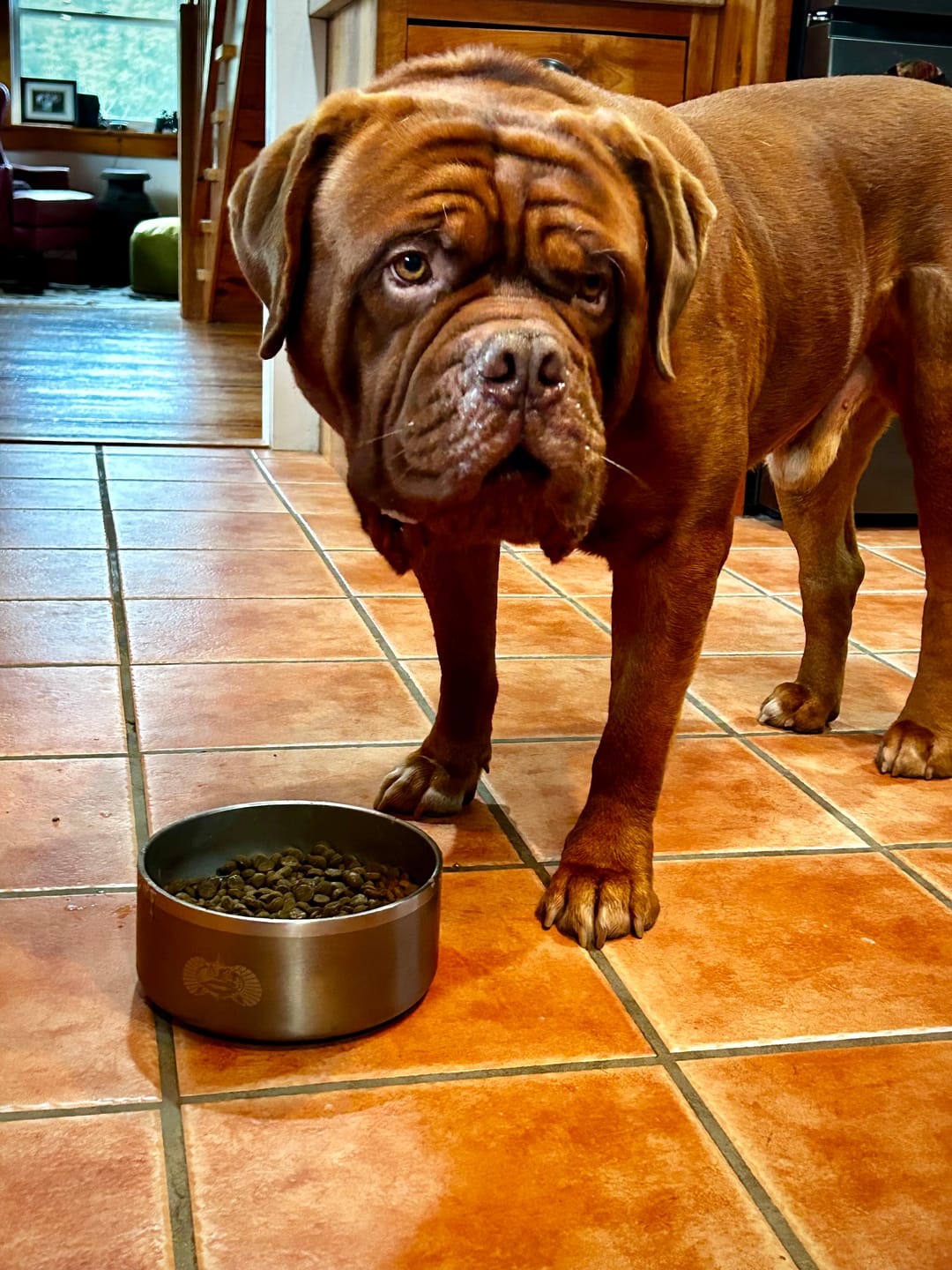 Customer photo review of Custom Engraved Dog Bowl