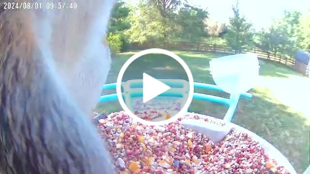 Customer video review of Birdfy Feeder with Solar Panel