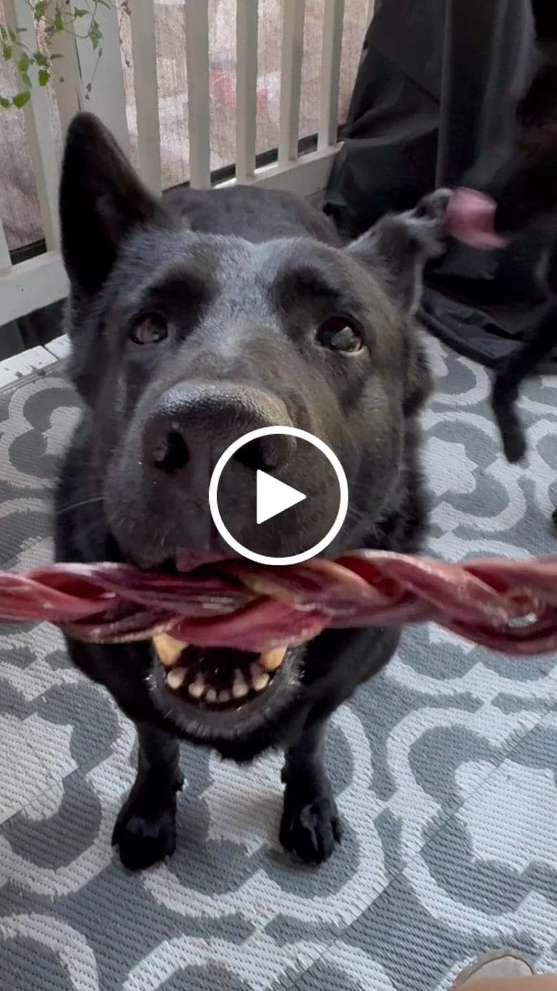 Customer video review of Beef Gullet Braid.