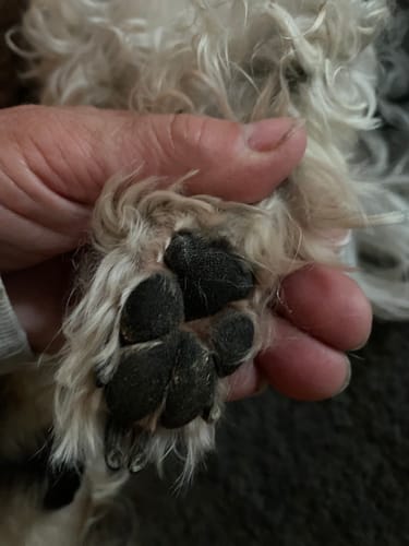 Customer photo review of Pelstrimmer med LED lys