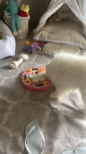 Customer photo review of SmartDog Futterlabyrinth