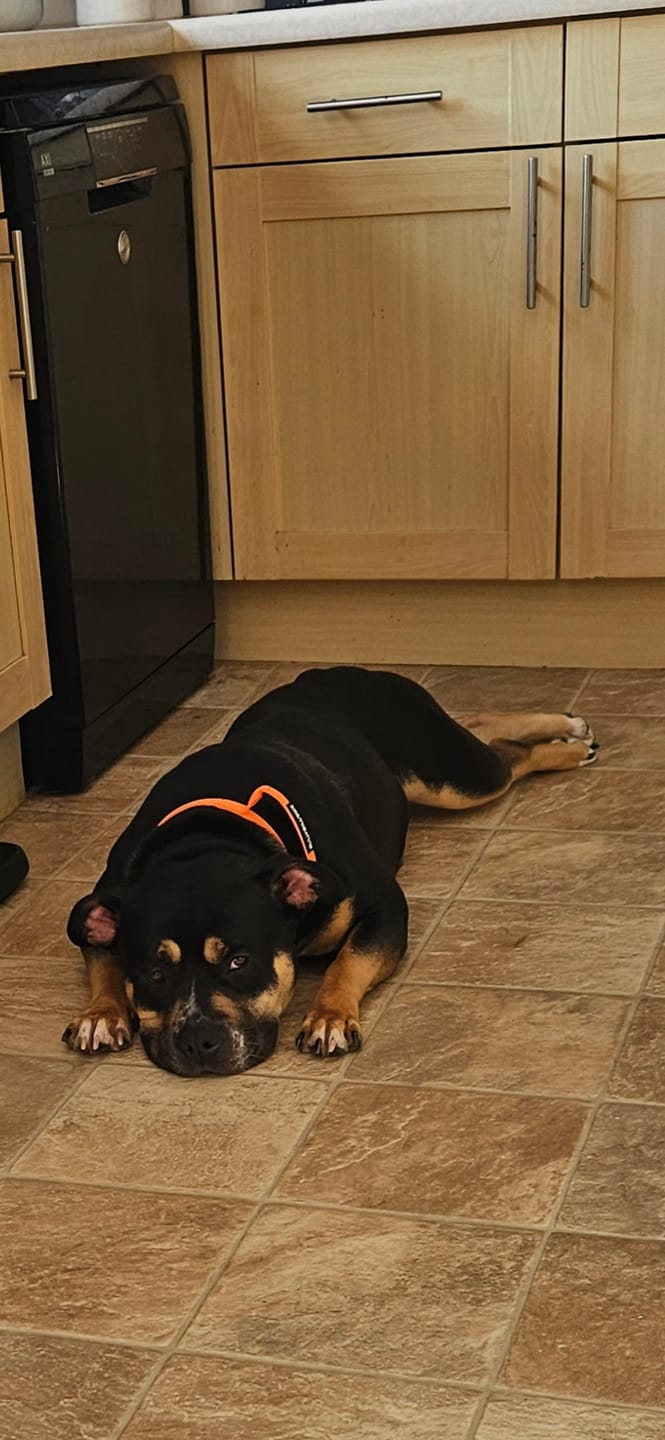 Customer photo review of 4cm Combat® Collar | With Handle & Rated Clip - Orange v2.0