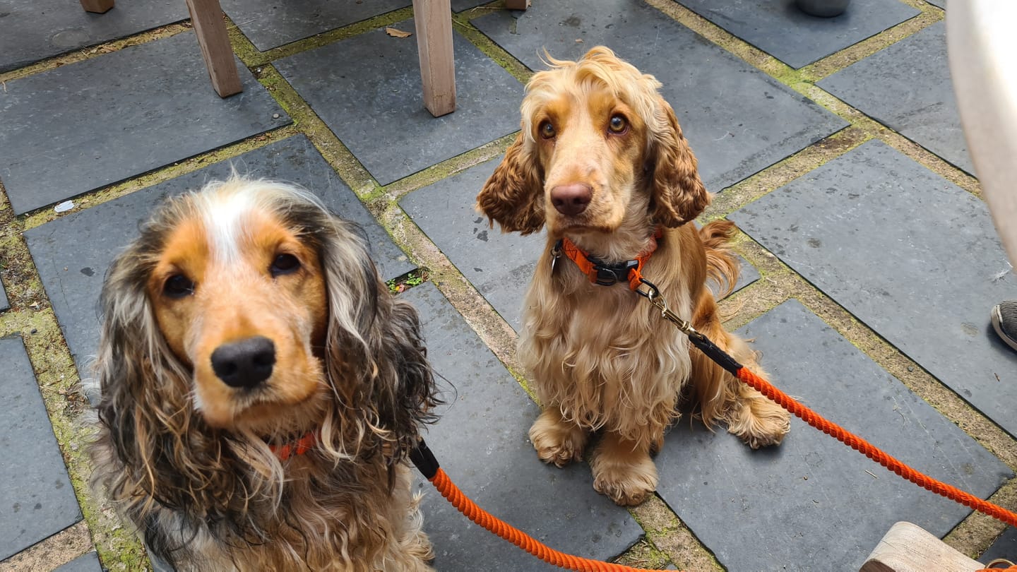 Customer photo review of 2.5cm Combat® Collar | With Handle & Rated Clip - Orange v2.0