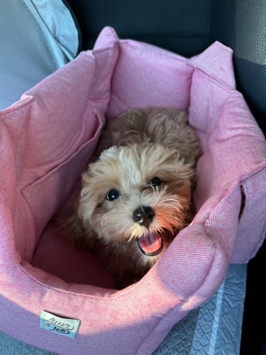 Customer photo review of Trasportino Cotone Urban