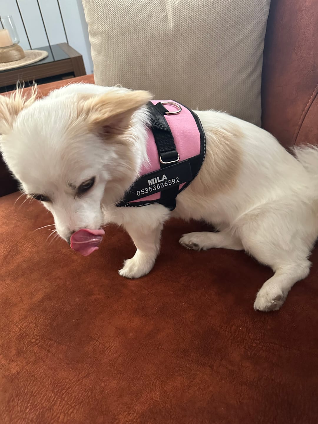 Customer photo review of MellowPurr Özelleştirilebilir No Pull Köpek Tasması