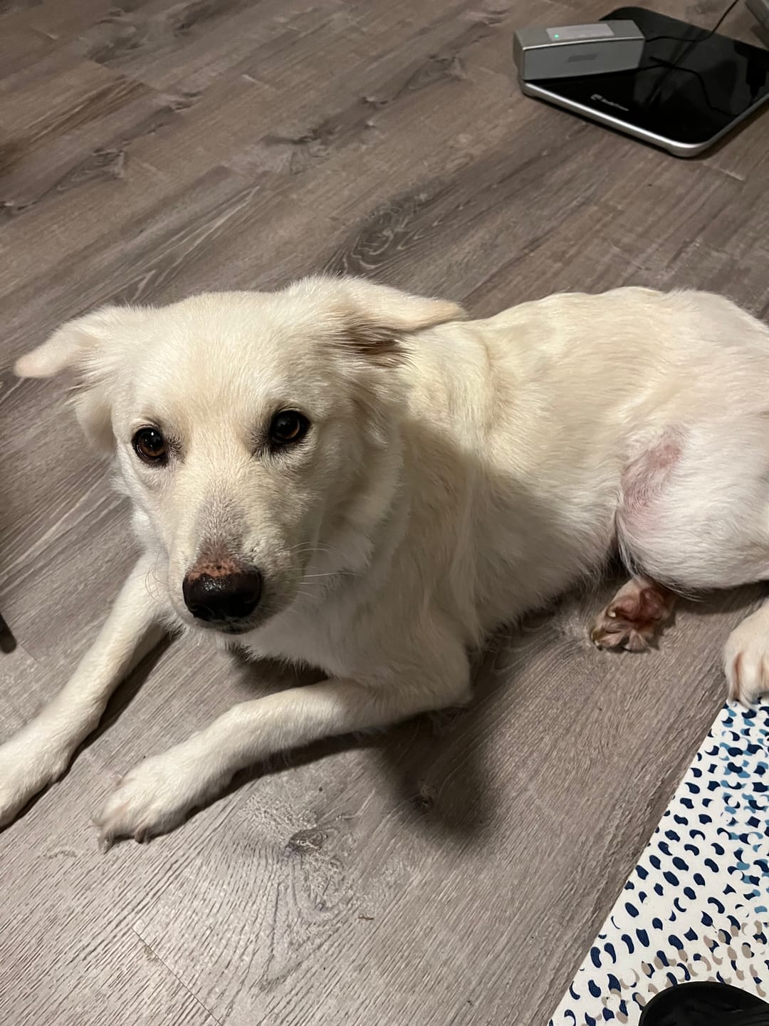 Customer photo review of Original Pet Grooming Vacuum Kit