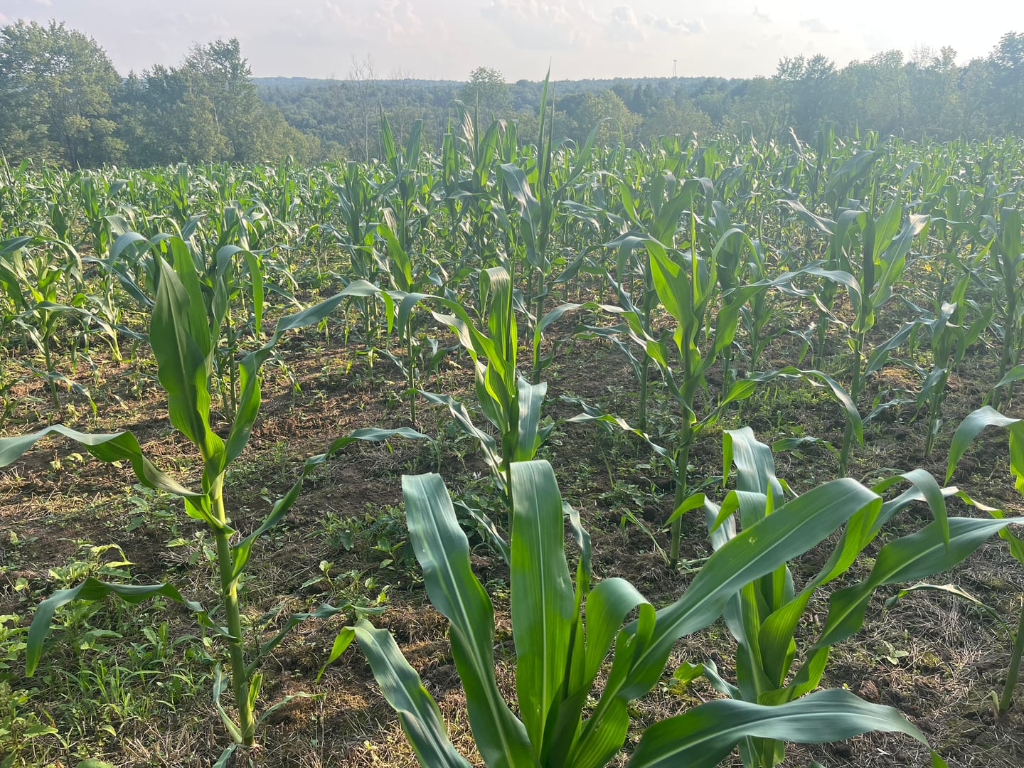 Customer photo review of Glyphosate Tolerant Wildlife Seed Corn